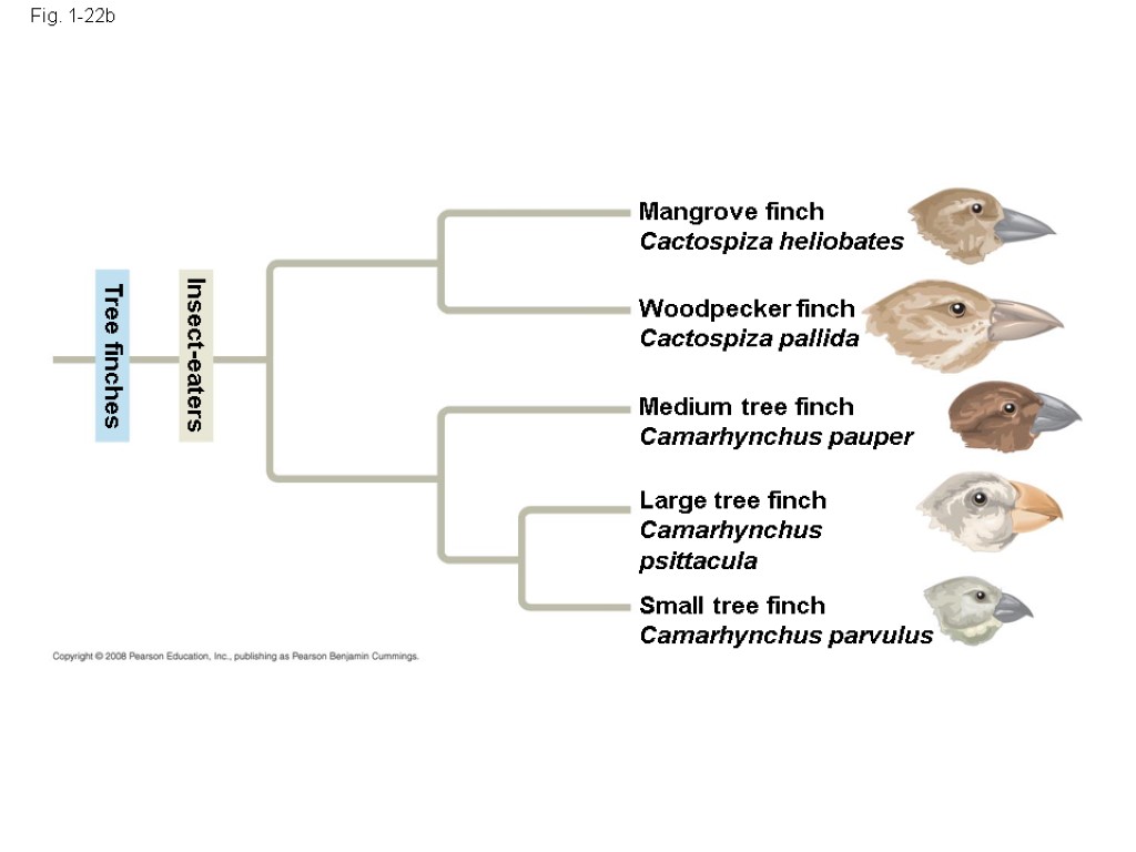 Fig. 1-22b Insect-eaters Tree finches Mangrove finch Cactospiza heliobates Woodpecker finch Cactospiza pallida Medium